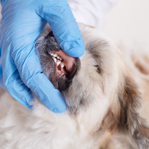 Pet Teeth Cleaning Service Image