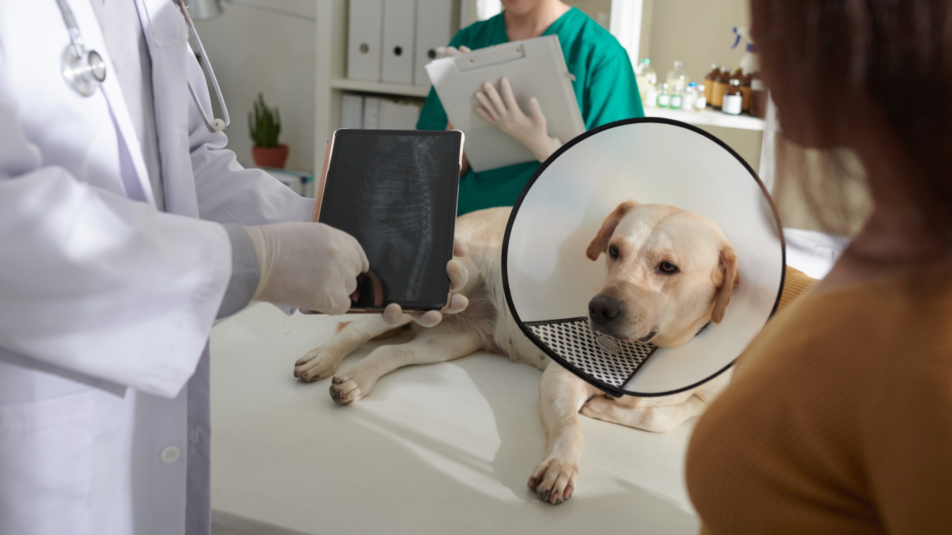 Pet XRays & Diagnostics In Germantown MD Little Seneca AH