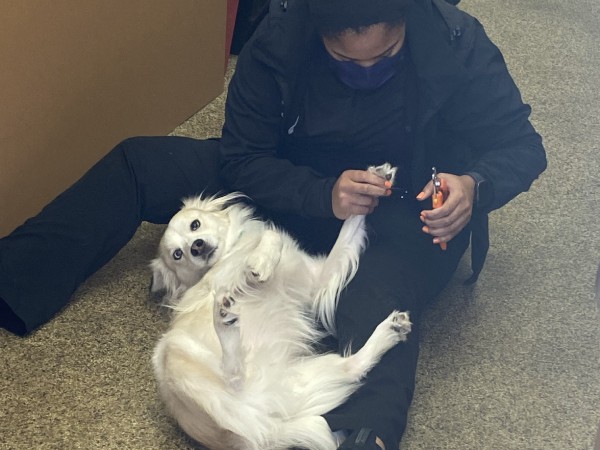 team member sitting on the floor with white dog