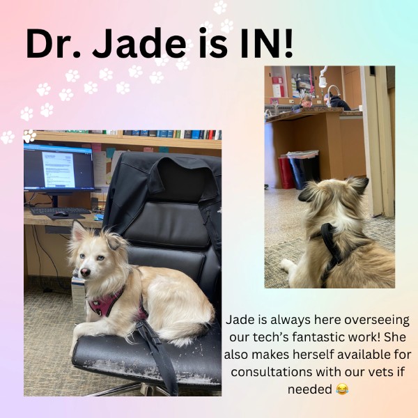 gallery page dr. jade image
