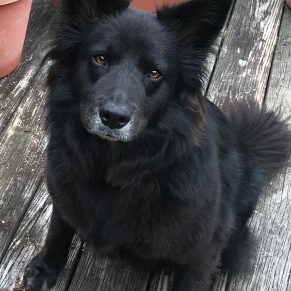 Pet Spay & Neuter Service Image