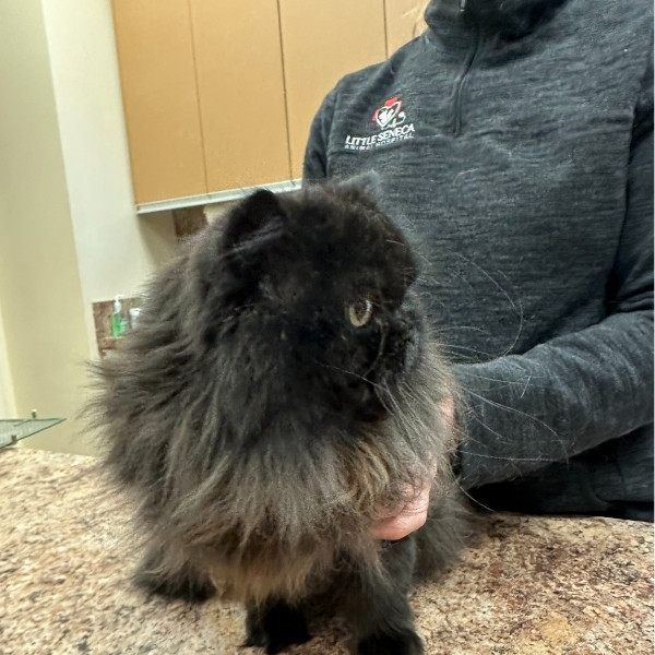 pain management service image