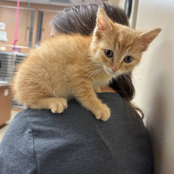 dental service image for homepage