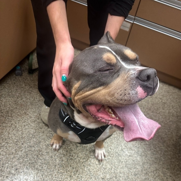 Vaccinations Service Image